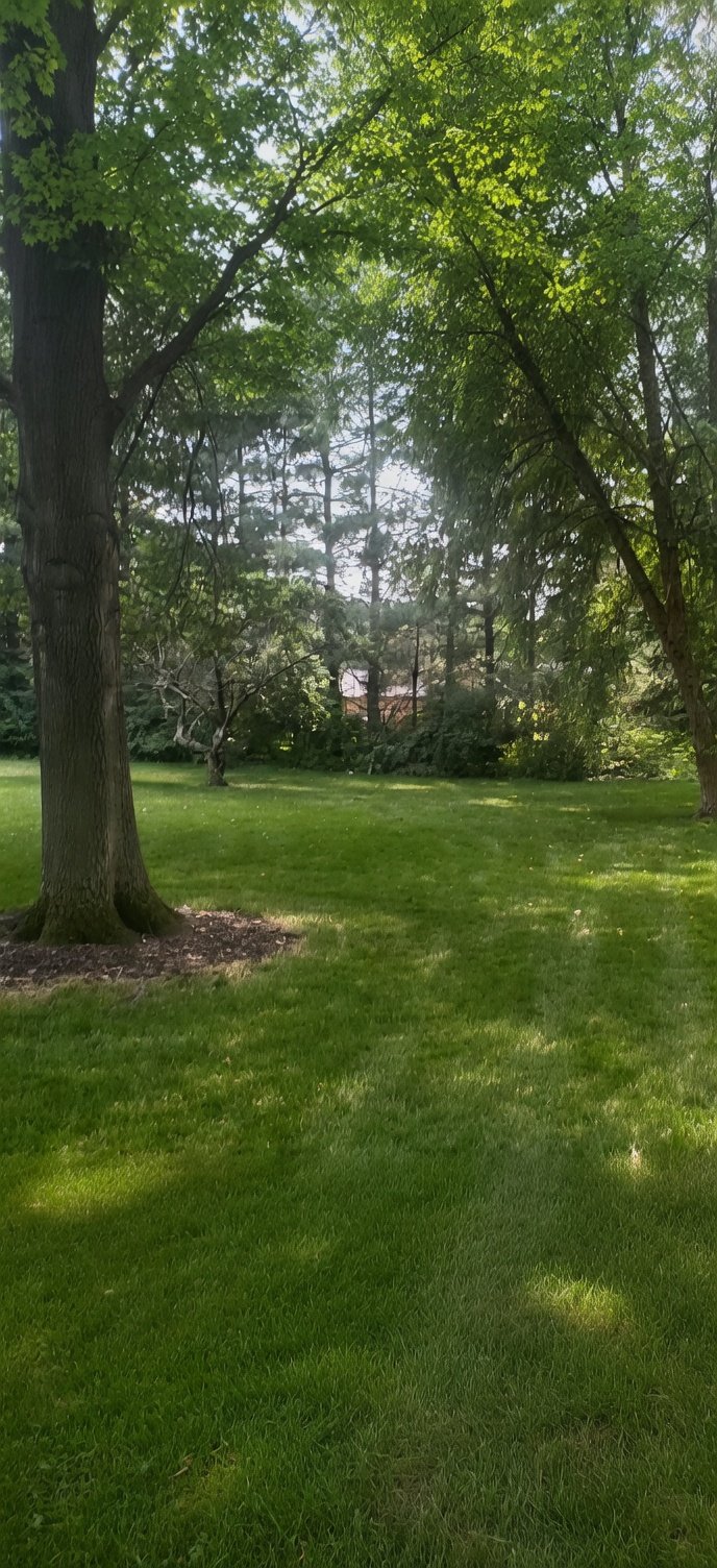 Tree service before cleanup