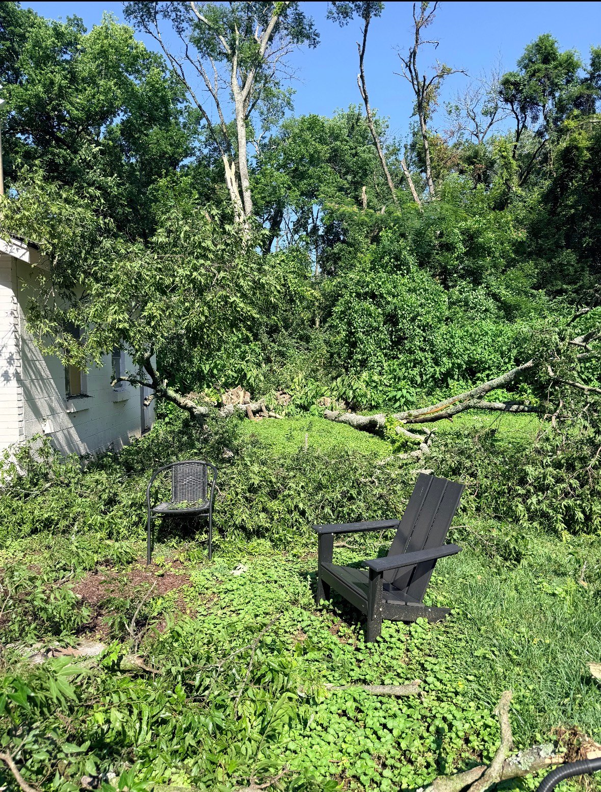 Overgrown tree line before professional trimming