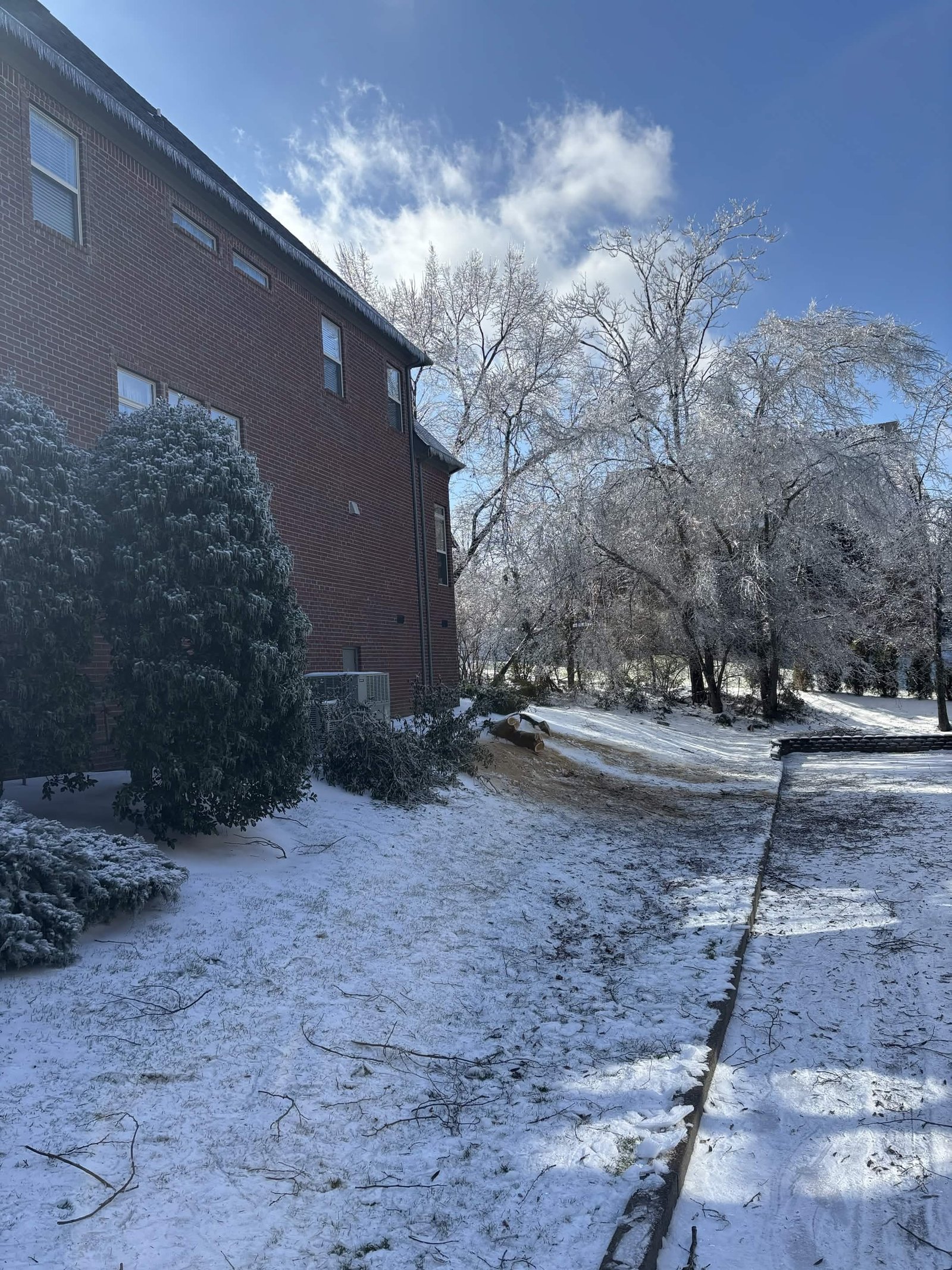 After tree service