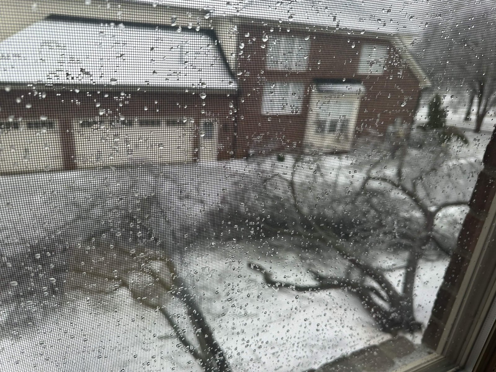 Before tree service